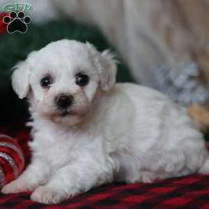 Tinsel, Bichon Frise Puppy